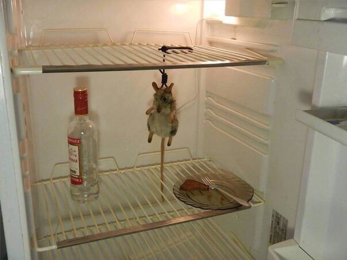 Мышь повесилась в холодильнике