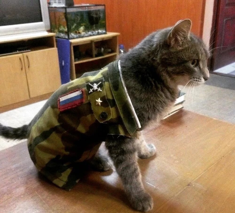 Кот в армии
