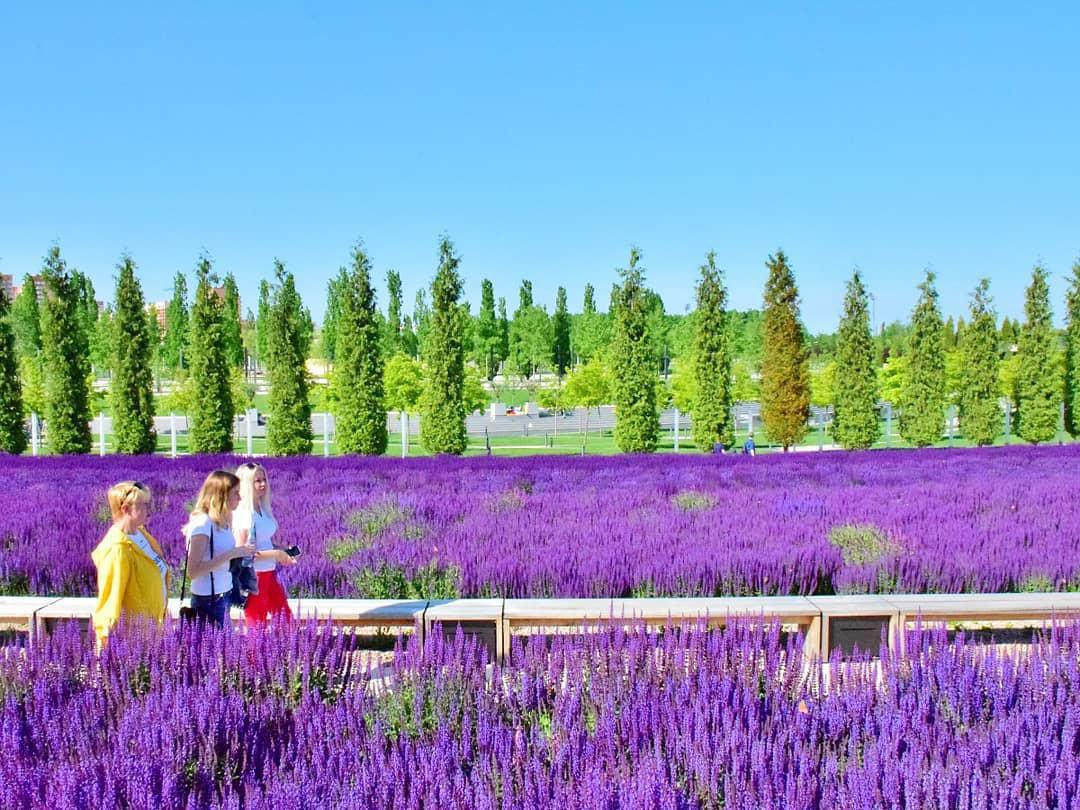 Лаванда в парке галицкого фото