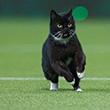 Игорь Кот, Котэ Махарадзе, Антонио Котан, коты