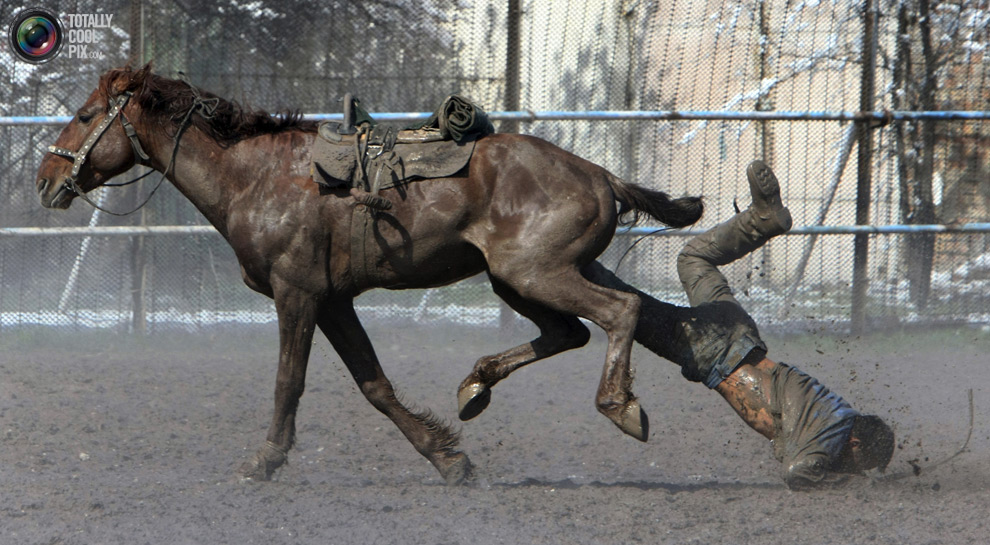 Мой любимый чемпион лошадь упала