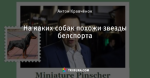 На каких собак похожи звезды белспорта