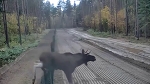 Из Беларуси сбежал лось