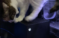 Microsoft, Xbox Series X, коты, Мемы