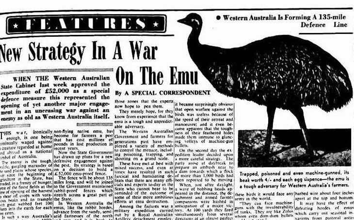 Война против эму – реальная история из Австралии. Птицы оказались умными и пулестойкими и победили людей