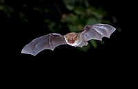 Ростов, Зенит, премьер-лига Россия