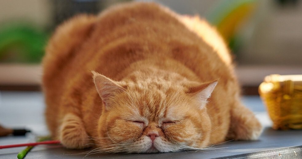 Игроки Металлурга как сытые коты. Должны отрабатывать контракты, в них не написано, что можно дурака валять. Крикунов о старте команды