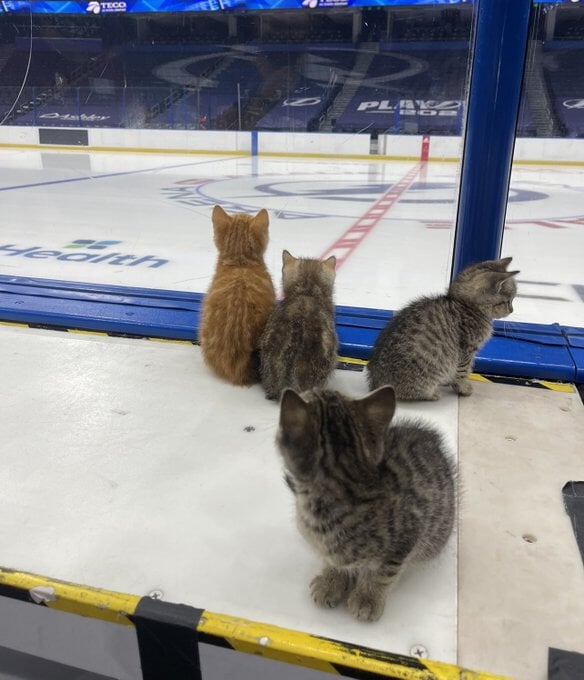Лучший момент предсезонки НХЛ: «Тампа» усадила котят на скамейку штрафников ruee233edd1bd