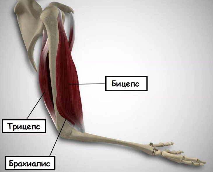 Трицепс анатомия мышц