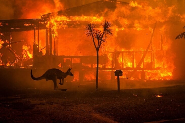 В Австралии жуткие лесные пожары: Джокович говорит о переносе Australian Open, воздух токсичен, животные гибнут миллионами
