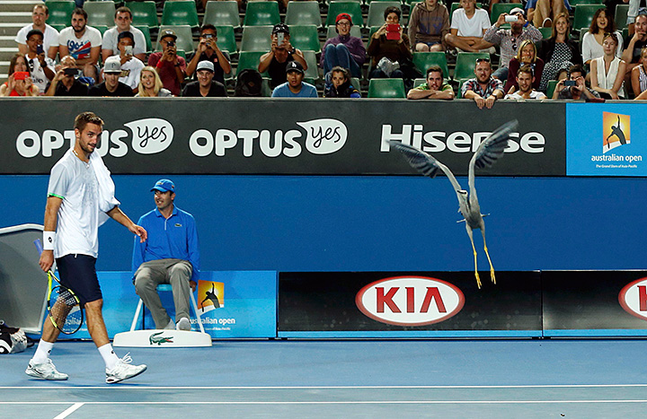 Як чапля сіла на корт Australian Open, щоб пограти в теніс - фото 1