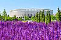 Фиолетовое море в парке «Краснодара»: это шалфей, и он приятно пахнет