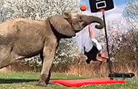 любительский баскетбол, Баскетбол - видео