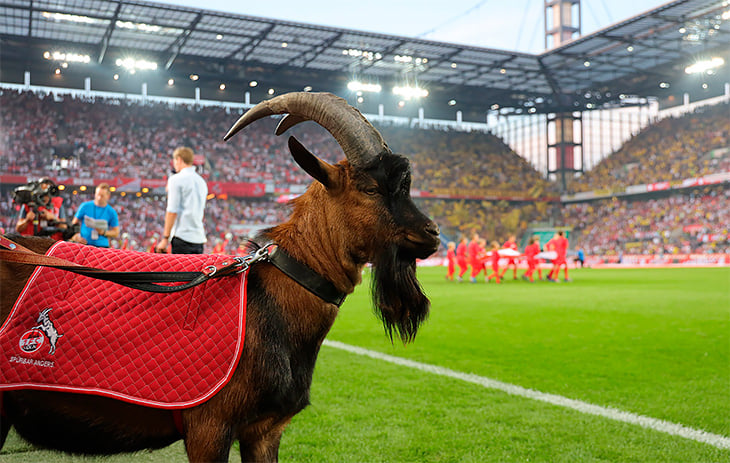 Матчи немецкого клуба открывает козел