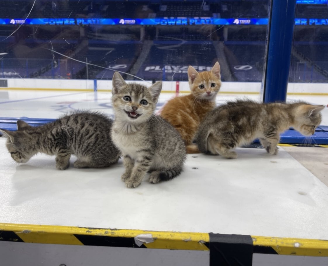 Лучший момент предсезонки НХЛ: «Тампа» усадила котят на скамейку штрафников rue19f55d7360
