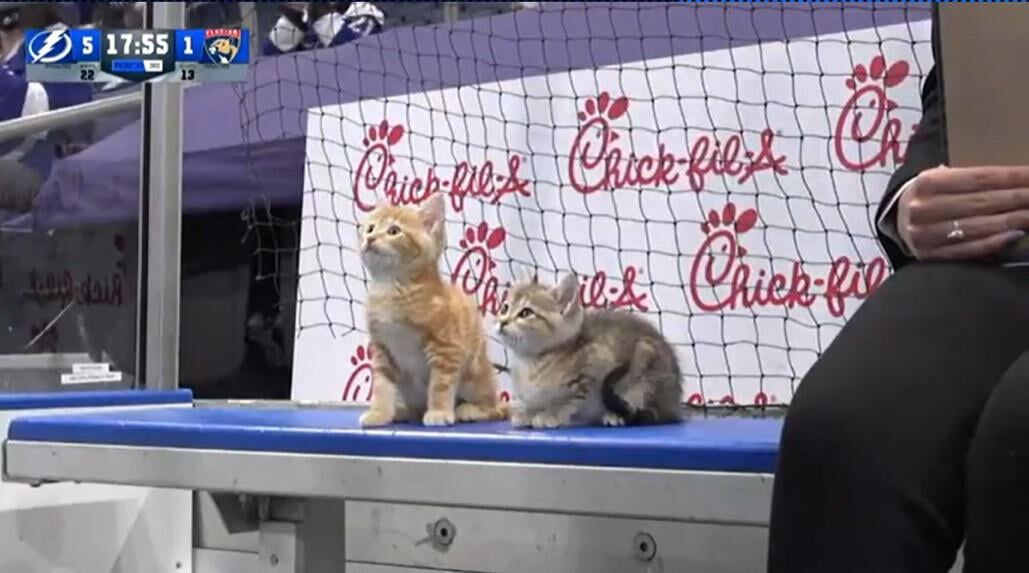 Лучший момент предсезонки НХЛ: «Тампа» усадила котят на скамейку штрафников rued8f02778c5