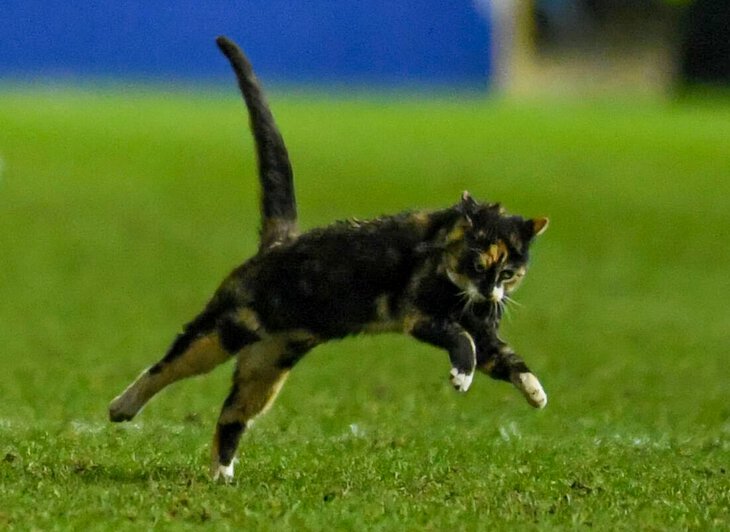 На футболе нашлась кошка, которая потерялась летом! Прервала матч и удирала от игроков