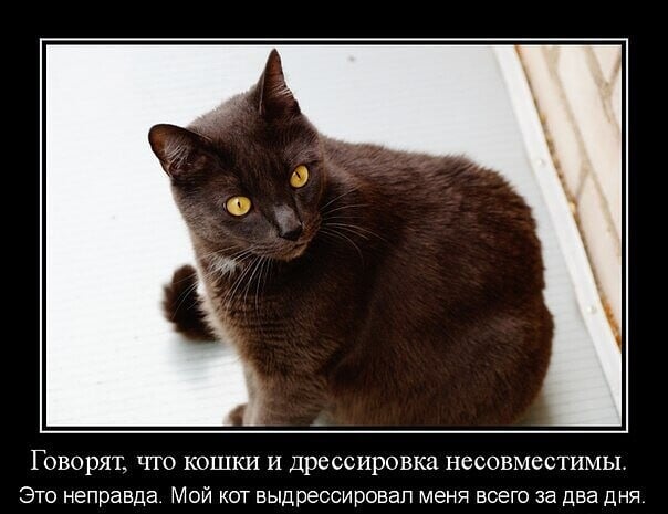 говорящие коты. смешные кошки с надписями. про мартовских котов с юмором. как понять язык кошек. про кошек говорить.