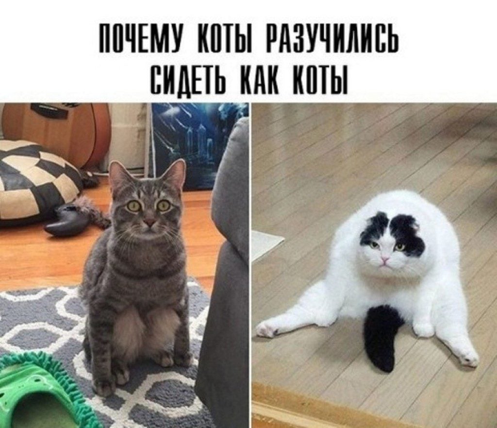 Смешные коты до слёз