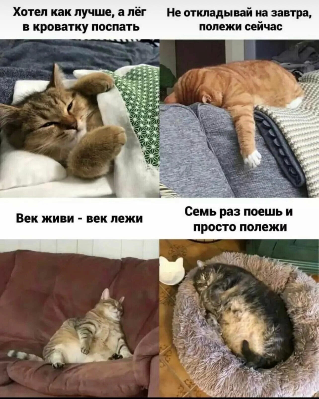 Коты мемы популярные