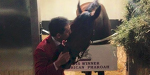 American Pharoah выиграл Тройную Корону впервые за 37 лет! - Круто.Ново - Блоги - Sports.ru