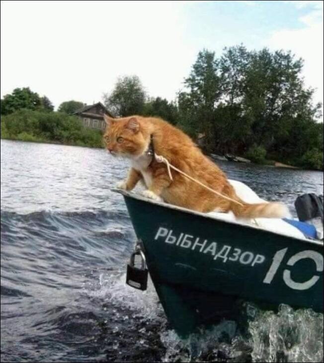 Прикольные картинки рыбаки и рыбнадзор, картинки