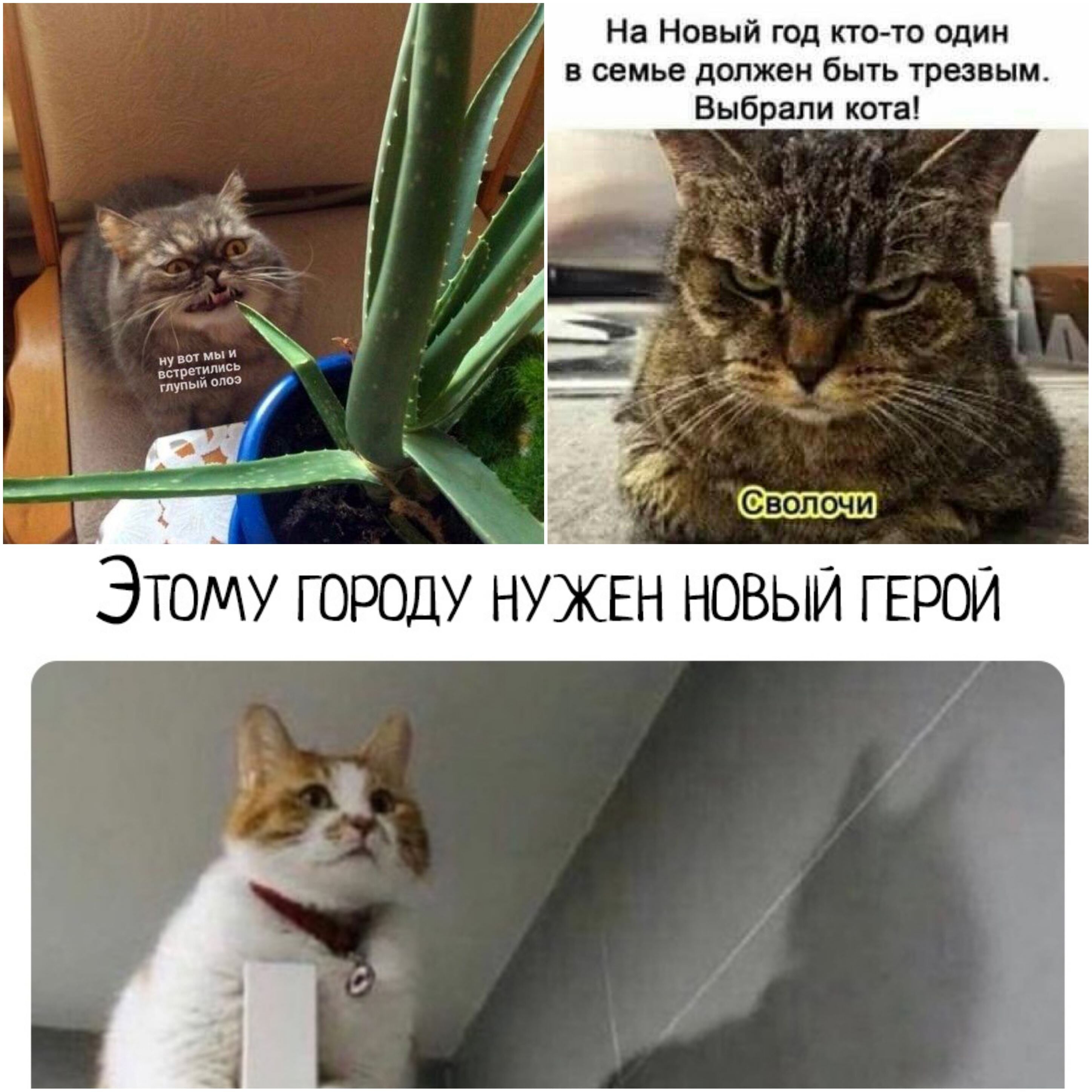 Картинка кошка куда дела деньги