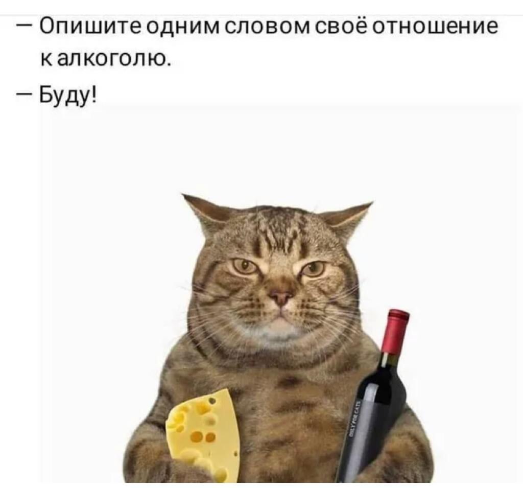 Невинные развлечения радуют не так как винные картинки с котом