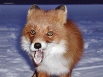 Улыбочку, лисичка! - Фрикции. Animals - Блоги - Sports.ru