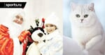 Краса и грация. Часть третья. Новогодние арты на фигуристов с домашними питомцами