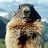 Mad Marmot