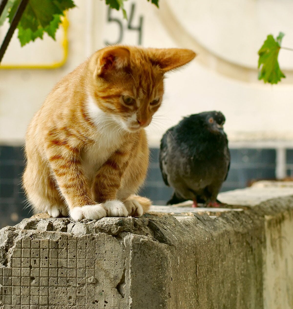 Котенок и птица