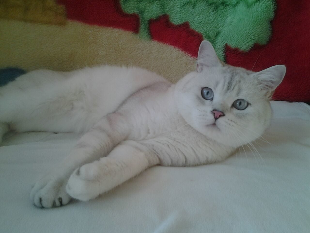 Авито животные коты. Собаки даром в туле. Авито архангельск животные отдам даром. Отдам котят в добрые руки. Животные которых продают.