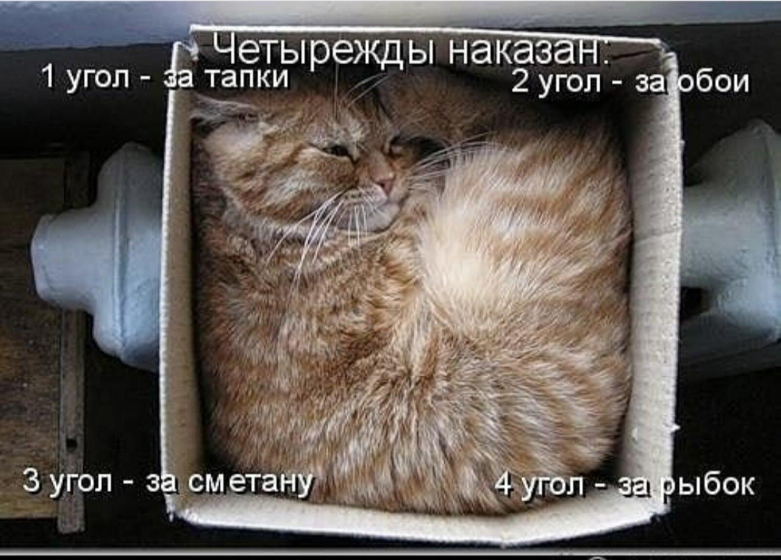 Поставили в угол. Была наказана углом. Прячет угол в доме это. Стою в углу. Была наказана углом.