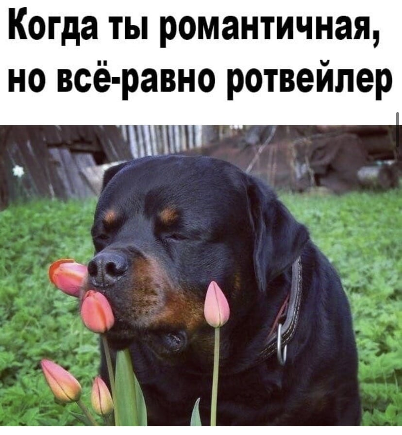 Минутка добра. Минутка доброты. Собачка в огороде мемы.