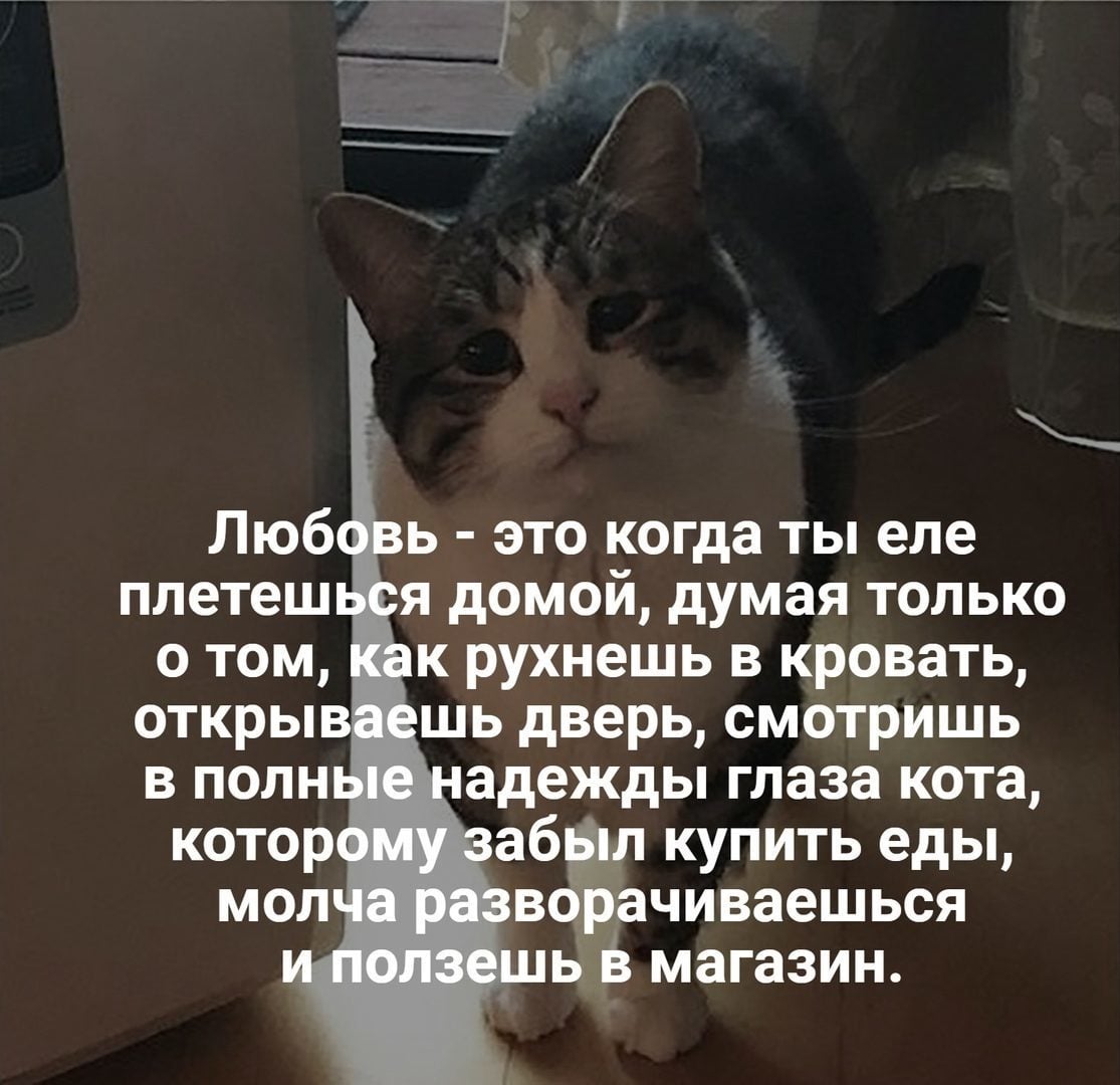 Комментарий про взгляд кота