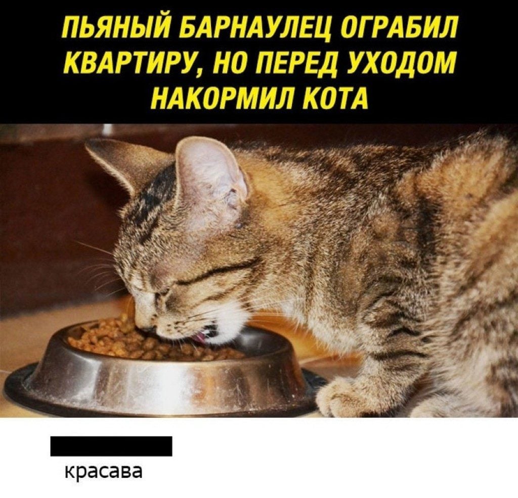 Накорми кота. Картинка покормить кота. Добрый вор покормил кота. Грабитель покормил кота. Кота надо кормить юмор.