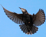 Skvorets, Skvorets