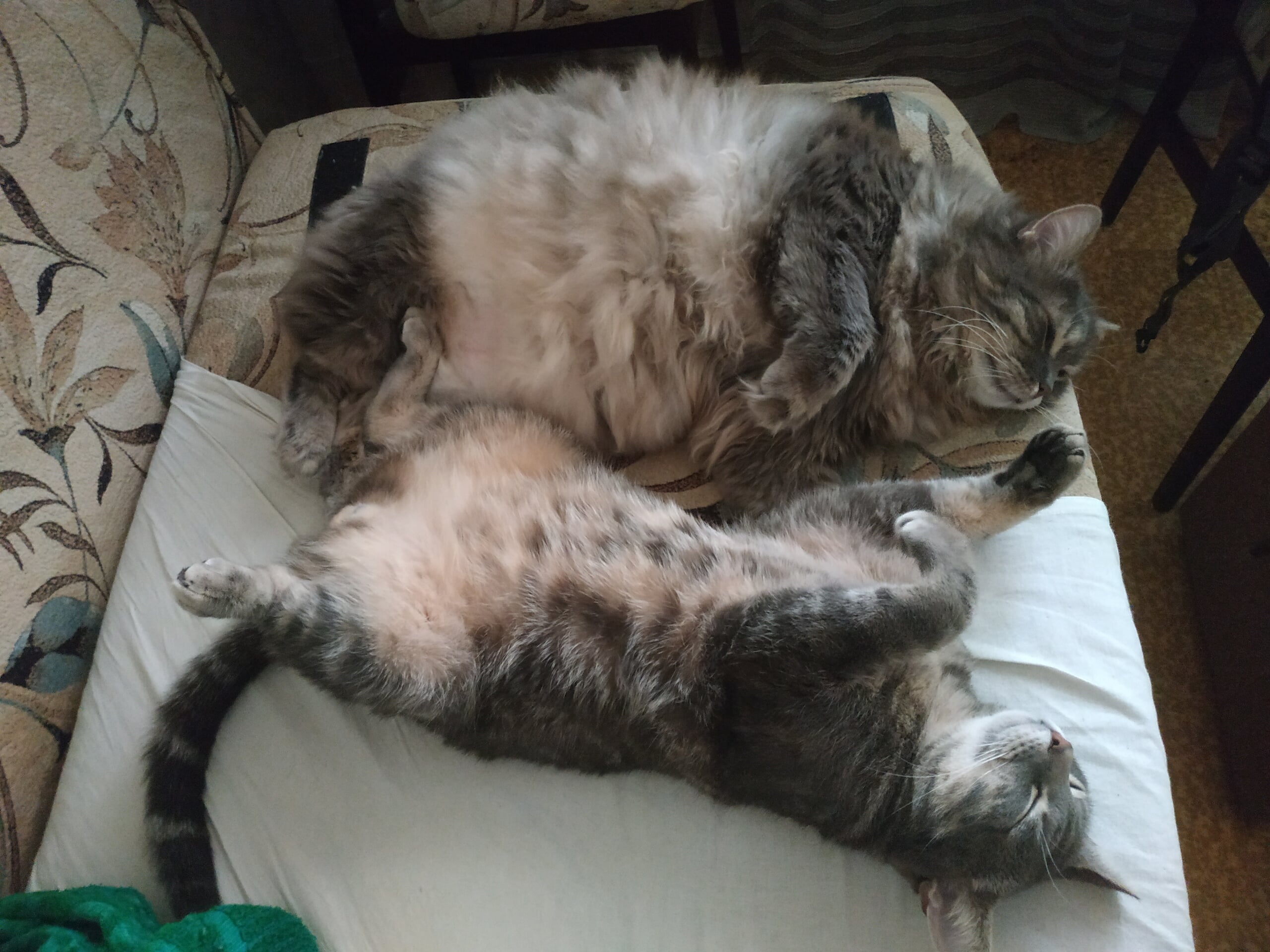Воскресенье котик. Воскресенье котики. Кот утро воскресенья. Кот утро выходной. Воскресенье с котиками заканчивается.