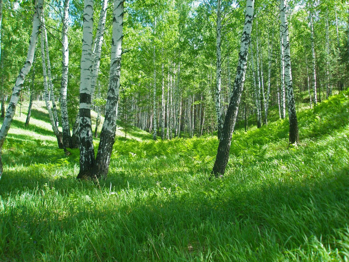 Фото русского леса в хорошем качестве