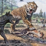 Smilodon populator, Smilodon populator