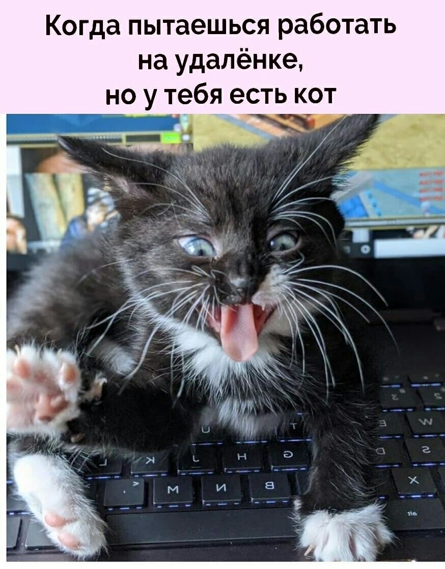 Ленивец мем отдохни. Доисторический компьютер. Это я пытаюсь работать. Это я пытаюсь работать. Мемы.