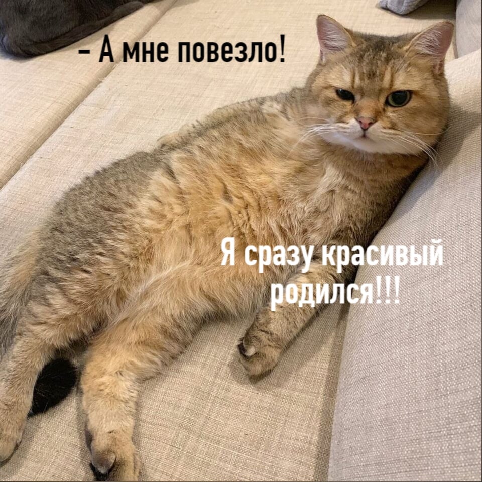 Без кота жизнь не та картинки