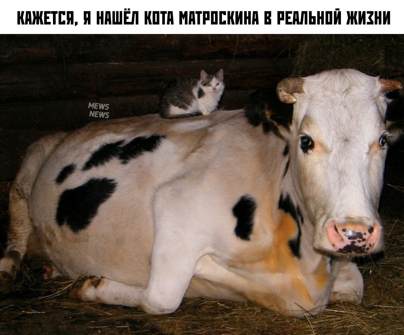 Корова и кошка