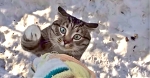 Возвращение блудного… кота! Когда питомец приходит домой, все соседи падают со смеху
