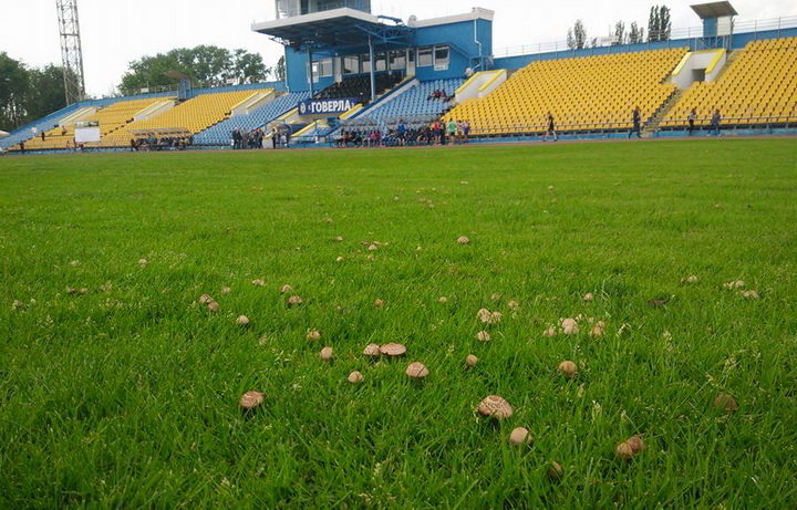 Шуфрич вирощує гриби на футбольному полі "Говерли" - фото 1