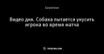 Видео дня. Собака пытается укусить игрока во время матча