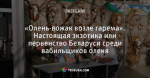«Олень-вожак возле гарема». Настоящая экзотика или первенство Беларуси среди вабильщиков оленя