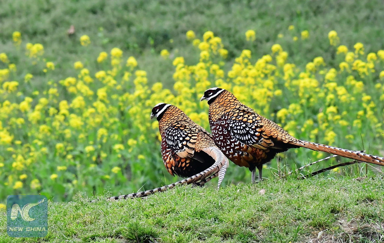 Nature is wild. Reeves Pheasant. Пёстрый китайский фазан. Птицы радуются весне. Пёстрый китайский фазан фото.